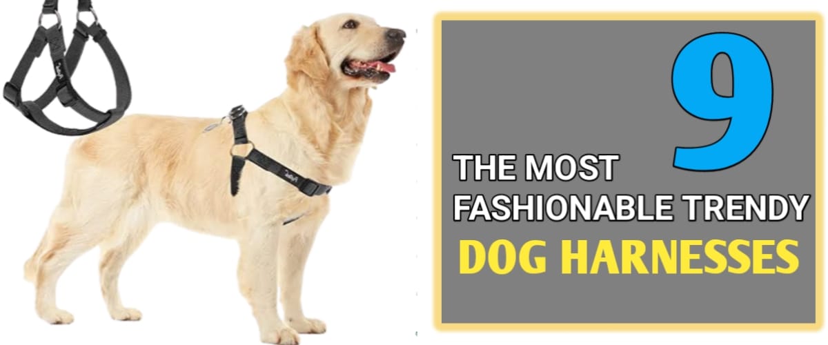 9 THE MOST FASHIONABLE TRENDY DOG HARNESSES