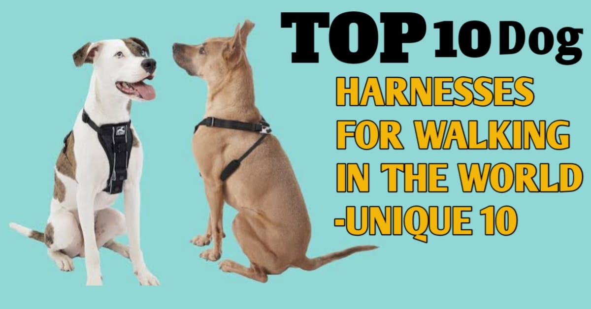 TOP 10 DOG HARNESSES FOR WALKING IN THE WORLD UNIQUE 10