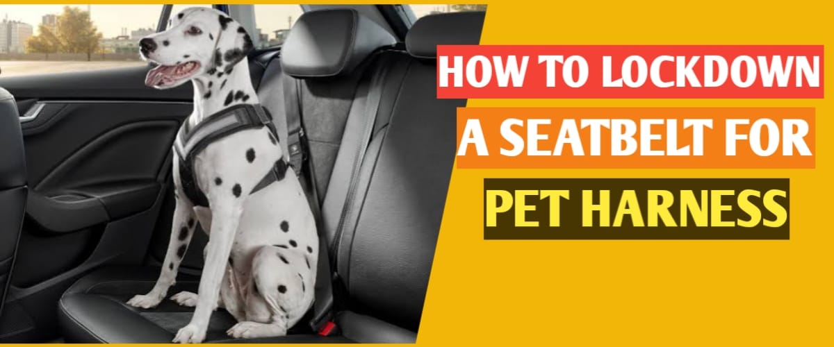 HOW TO LOCKDOWN A SEATBELT FOR PET HARNESS
