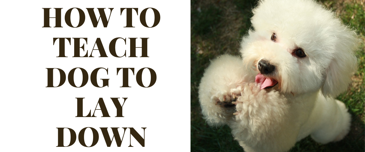 How to teach dog to lay down