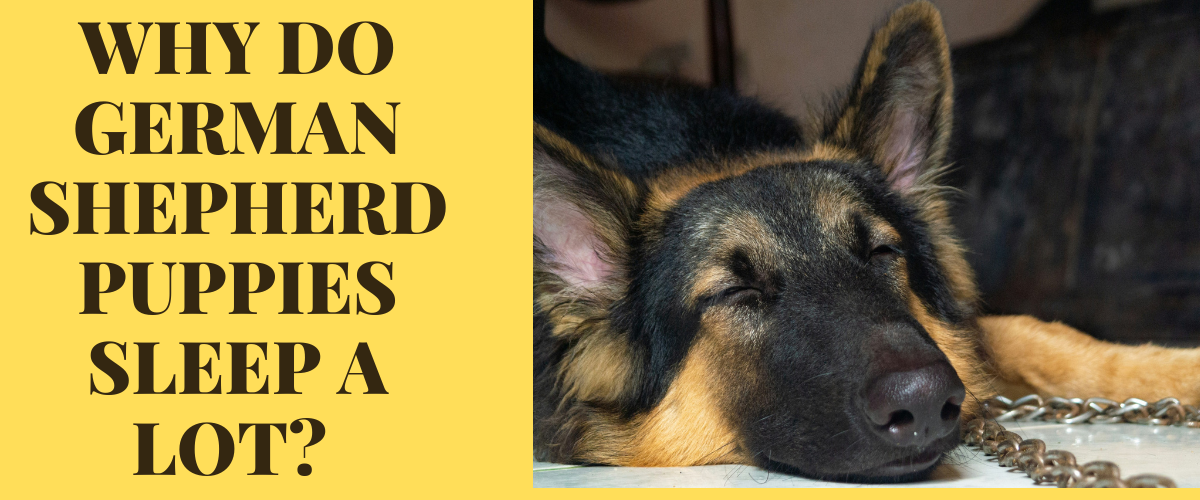 why do german shepherd puppy sleeps a lot